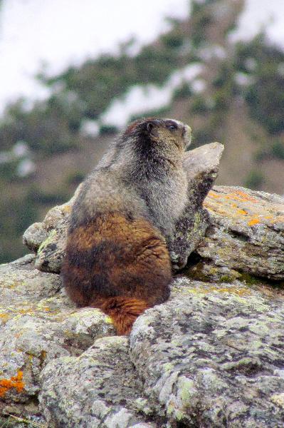 Photo of Marmota caligata by Val George